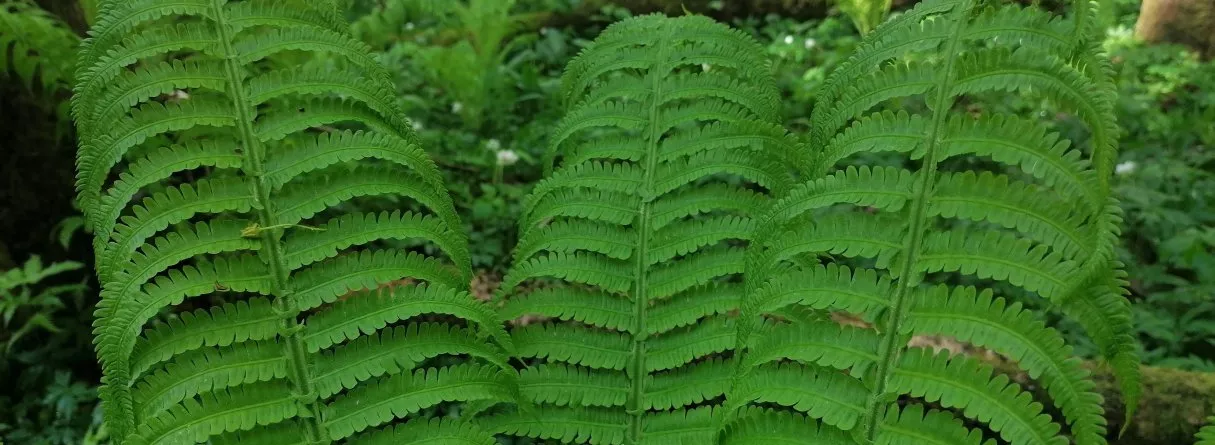 Diena Dunikas purvā un pilskalnos abpus robežai!  GARANTĒTS