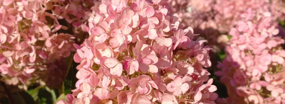 Japāņu dārzs Lietuvā, kur oktobrī koši iekrāsojas Japānas kļavas. Grāfa Oginska pils un parks Pluņģē /Žemaišu mākslas muzejs 