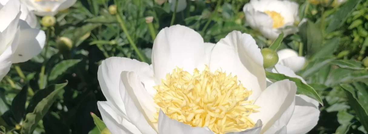 Diena peoniju "mākonī"! Trīs peoniju dārzi Kurzemes pusē un ciemošanās pie latvju saimnieces Aigas Bitmanes radošajā mājā "Smilgāji" GARANTĒTS