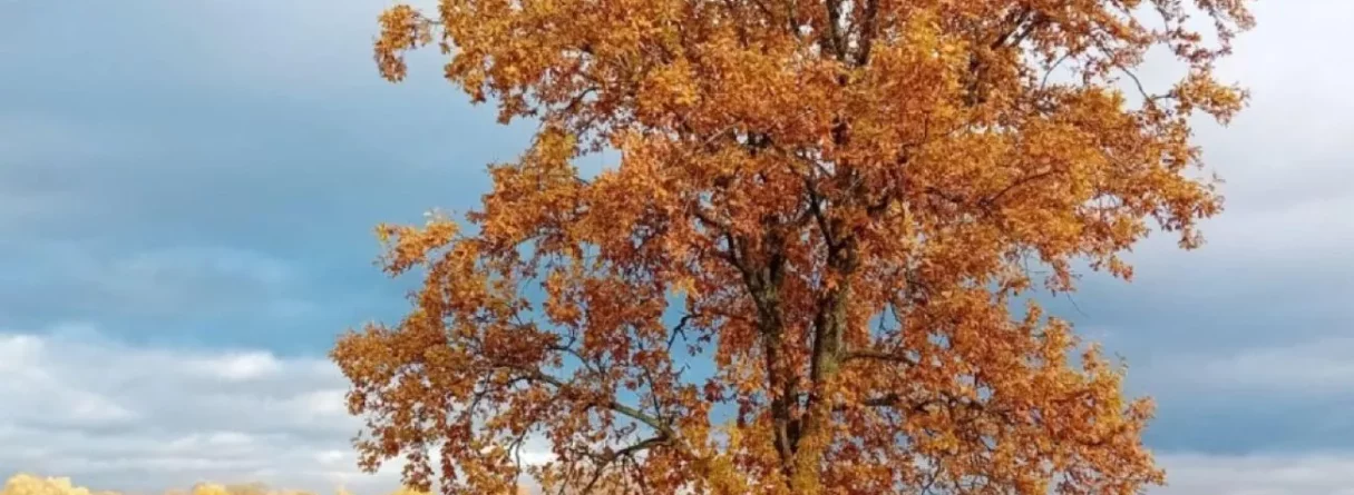 Siers, māls un māksla! Dzīvais māls Tomē, svaigā pasta Parmas siera ritulī pie latvju saimnieces Katrīnas Jaunslavietes. Kristiāns Brekte Madonas galerijā "MABOCA" un atjaunotā Mīlestības graviņa. Kaziņas Bonijas siers 