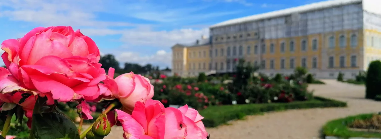 Visur tikai rozes zied... Rundāles pils dārzs rožu ziedēšanas laikā, angļu rozes Frenkeļa villas dārzā Šauļos. Vasaras ziedu festivāls Pakrojas muižā 