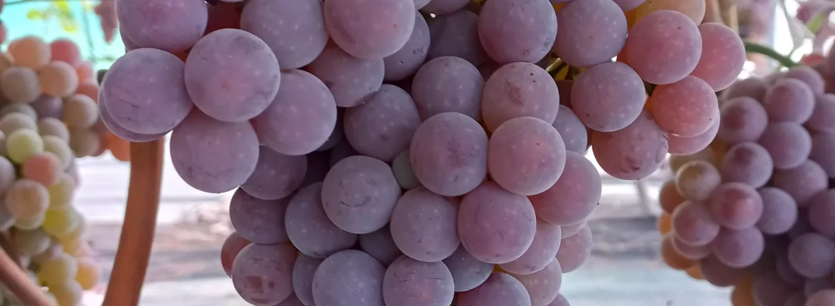 Sagaršo, sasmaržo, apbrīno Vidzemi! Lillas Lavender lauki, varenā Lielstraupes pils, apmetne uz salas - Āraišu ezerpils un pieēsties pilnu vēderu ogu Ēdamdārzā! 