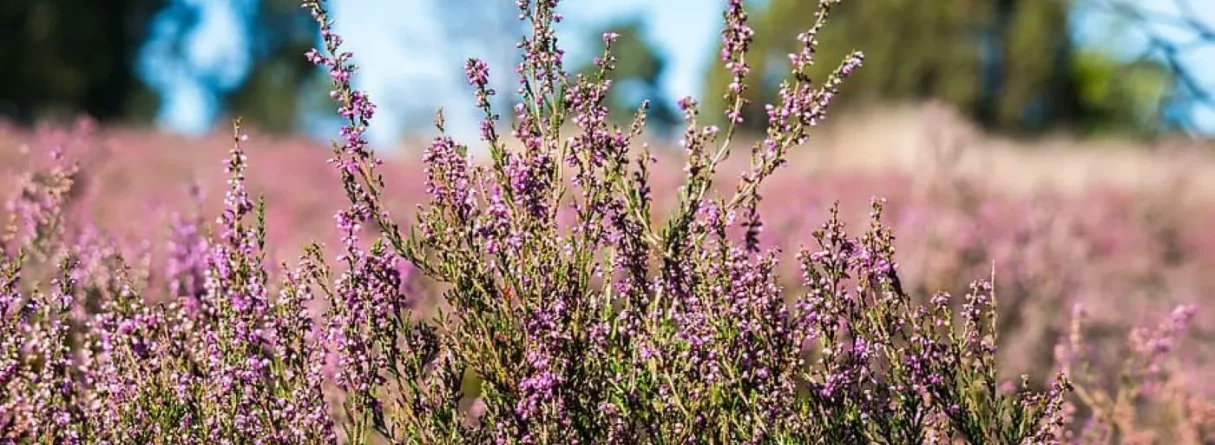 Grīņu rezervāts - dabas stāsts, ko piedzīvot. BEE DIAMOND bišu produkcija, Akmeņraga bāka un namiņi kokā. Vērgales muižas komplekss un raganu tēja ar pankūkām manteļskurstenī 