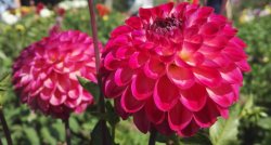 Ceļojums kultūras gardēžiem - Durbes pils Tukumā, Ēvalda Valtera privātais arhīvs Kurmālē. Ziemas noskaņas Kuldīgā, elegantā Bangertu villa! 