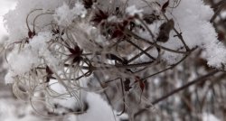 Pretī Ziemassvētkiem ar Gulbenes tvaika bānīti! Lizuma muiža ar eleganto tornīti, baltā Stāmerienas pils. Ciemos pie Vinetas Meisteres Izšūto gleznu galerijā Cesvainē 