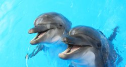 Brīvdiena Klaipēdā (Jūras muzejs, delfinārijs un Klaipēda)