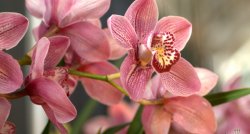 Orhideju parāde Tallinas botāniskajā dārzā, Tallinas vecpilsēta un baroka pērlīte Saues muiža! 