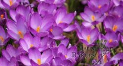 Ziedošā Jāņa Rukšāna krokusu kolekcija, Raunas Staburags, pastaiga ar firsta madāmu pa Kalnmuižu Smiltenē un vakara kūka elegantajā Bergervillā  GARANTĒTS