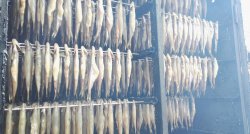 Festivāls "Palangas stinte 2026" un žemaišu ēdieni mājīgajās Eņģeļu dzirnavās