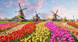 Tulpju svētki Holandē!