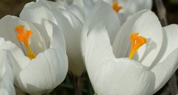 Uz KROKUSIEM! Uzzied tūkstoši trauslo pavsara ziediņu RUKŠĀNU saimniecībā! Vēl - Raiskuma muiža un CĒSIS - aizrautīgi par Kosmosu! GARANTĒTS