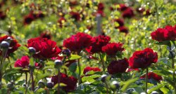 Peoniju festivāls Sāremā, Serves rags, Pangas klintis ГАРАНТИРОВАННО