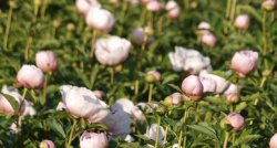 Peoniju festivāls Sāremā, Serves rags, Pangas klintis ГАРАНТИРОВАННО