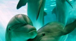 Delfinārijs un Klaipēda Ziemassvētku rosībā  ГАРАНТИРОВАННО