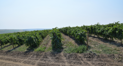 Moldova, Gagauzija, Bukovina, Transilvānija