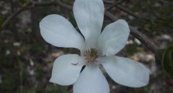 Uz Jāņa Lūsēna SKAŅU LAUKIEM Ozolu skolā! Rancēniešu kulinārā mantojuma pusdienas pie Mīlmaņu saimnieces Ingas. Ropažu baznīcas "Gaismas dārzs"  GARANTĒTS