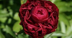 Uz Jāņa Lūsēna SKAŅU LAUKIEM Ozolu skolā! Raunas Ceplis. Psihoterapeita Jāņa Zālīša māja. Siera ražotne | Rauna 