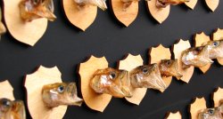 Palangos Stinte svētki un atpūta SPA Amber Palace Baltijas jūras krastā!