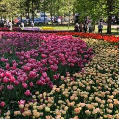 Ceļojums uz TULPJU festivālu KIRNAS muižā! Pavasara burvība IGAUNIJĀ! GARANTĒTS