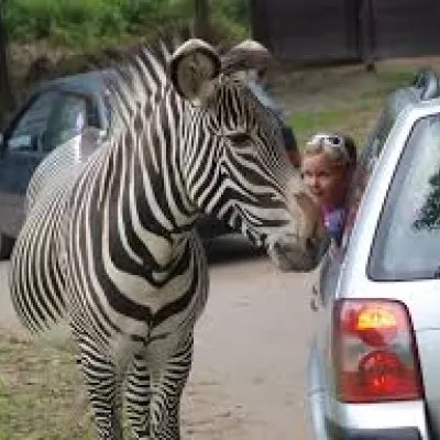 Līgo Čehijā! Zelta Prāga, Bohēmiskie Karlova Vary un dabas elpa Kralov Dvur zoo - safari!