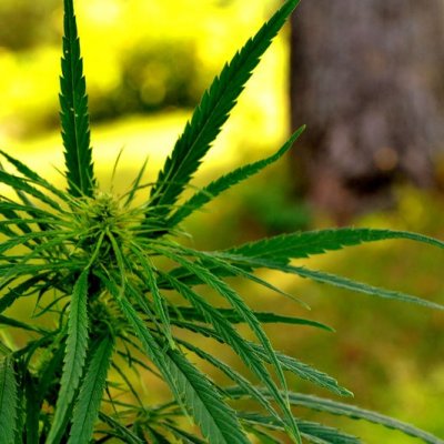 Pavasaris nāk ar "Podnieku dienām"! Lūznavas - 2026. gadā tradicionālās Latgales 46. podnieku dienas. Lūznavas muižas kungu māja. Kerbedza kabinets. Vārkavas muiža. 