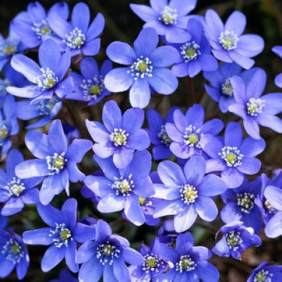 Zemeņu muiža un Gold Wings Fazāni! Mālpils un Allaži | Zied vizbulītes pie Mežmuižas avotiem…  GARANTĒTS