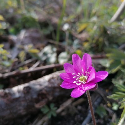 Lielie kapi un Čiekurkalns pavasarīgās noskaņās, Patiltes galerija un tirdziņš Čiekurkalna krustcelēs. Multimediālā izstāde Da Vinci Genius Vidzemes tirgū  GARANTĒTS