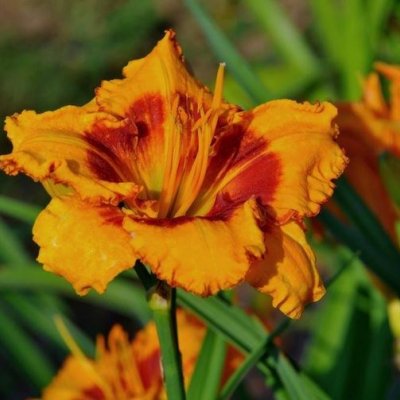 Amatciems-savrupmāju ciems Cēsu novadā. "Siļķes" - tēlnieku Jansonu dzimtas mājas/darbnīcas. Villa Santa Hotel- Cēsu novada Restorānu nedēļa. Piedzīvo Toskānu Ruckas muižas trauku veikalā!  GARANTĒTS