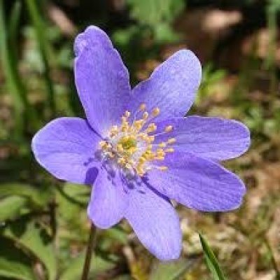 Lietuva - Vizbulīšu ziedēšanas svētki Renavas muižā, smaidīgie Pampāļu podi, Biržuvēnu muižas raibumi un iespaidīgais Šatrijas kalns 