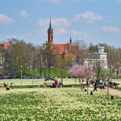 DRUSKININKI un narcises, narcises, narcises... Maģiskā narcišu ziedēšana DRUSKININKOS! Sen neredzētais GRŪTO PARKS! Slavenie meistara A.ČESNOĻA kokgriezumi. GARŠU PIEDZĪVOJUMS ar lietuviešu sieriem!  GARANTĒTS