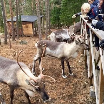 Atrakcijas, ziemeļbrieži un jūras vējš – piedzīvojums Helsinkos