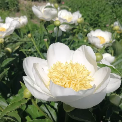 Diena peoniju "mākonī"! Trīs peoniju dārzi Kurzemes pusē un ciemošanās pie latvju saimnieces Aigas Bitmanes radošajā mājā "Smilgāji" GARANTĒTS