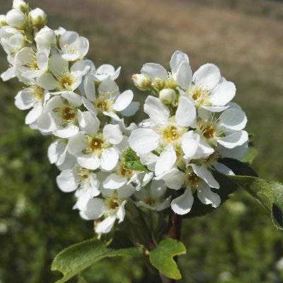 Diena Zemgales muižu kontrastos - Zaļenieki, Mežmuiža, Kaucminde un Mazmežotne GARANTĒTS