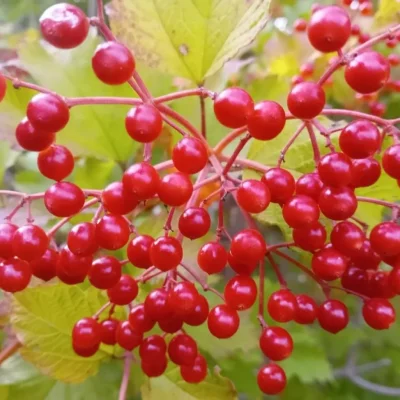 Pierīgas garšas un krāsas - Doles etiķa stāsts un daudzveidīgā garšvielu pasaule Ogrē. Renate Rose elegantie adījumi un rudenīga pastaiga Špakovska parkā
