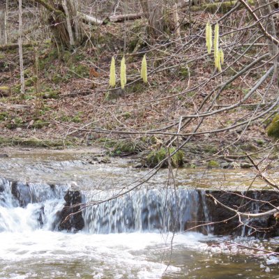 Kurzemes ūdenskritumi