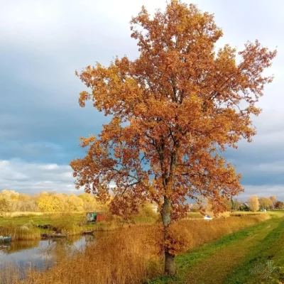 Siers, māls un māksla! Dzīvais māls Tomē, svaigā pasta Parmas siera ritulī pie latvju saimnieces Katrīnas Jaunslavietes. Kristiāns Brekte Madonas galerijā "MABOCA" un atjaunotā Mīlestības graviņa. Kaziņas Bonijas siers 