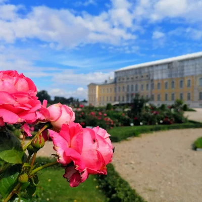 Visur tikai rozes zied... Rundāles pils dārzs rožu ziedēšanas laikā, angļu rozes Frenkeļa villas dārzā Šauļos. Vasaras ziedu festivāls Pakrojas muižā  GARANTĒTS