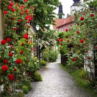 Viduslaiku dzīres Visbijā - Gotlandes salā, kruīzs