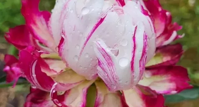 PEONIJAS un Peonijas! VIDRIŽOS, Limbažu pusē, pie Valmieras uc! GARANTĒTS