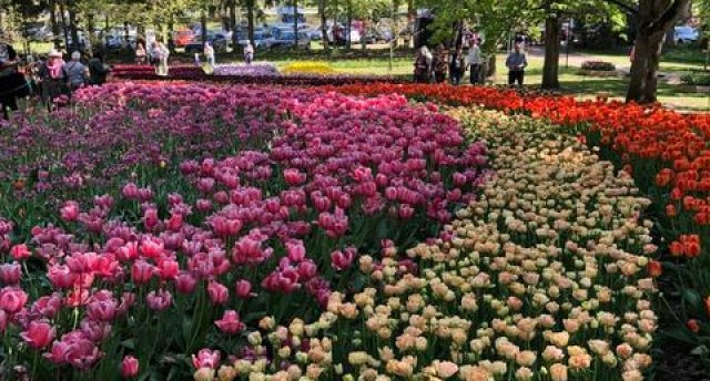 Ceļojums uz TULPJU festivālu KIRNAS muižā! Pavasara burvība IGAUNIJĀ! GARANTĒTS