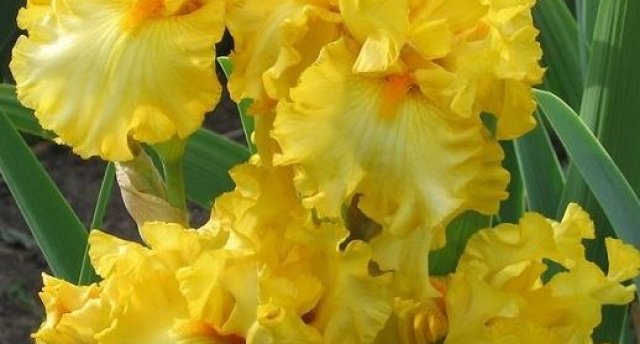 Veltījums mākslas gardēžiem - vēl neredzēti Marka Rotko gleznu oriģināli Daugavpilī, Rotko motīvs Ivetas Vecenānes gobelēnos, Lielbornes muiža ar upeņu vīna notīm