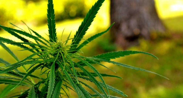 Pavasaris nāk ar "Podnieku dienām"! Lūznavas - 2026. gadā tradicionālās Latgales 46. podnieku dienas. Lūznavas muižas kungu māja. Kerbedza kabinets. Vārkavas muiža. 