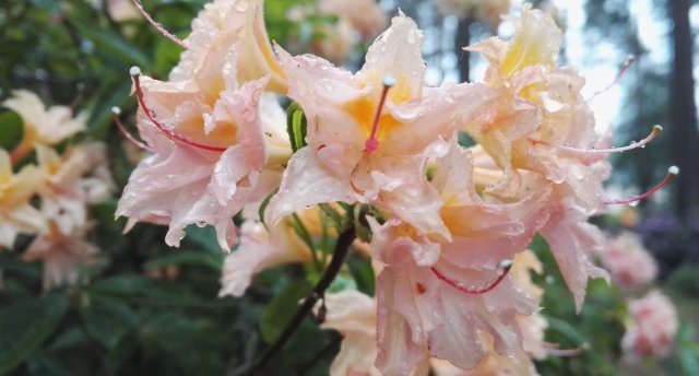 Izbaudi pavasara kulmināciju! Ceriņu ziedēšanas neprāts Dobelē, ar vienu kāju Lietuvā - Vadakstē, ziedošie Brocēnu Mežaparka rododendri un rāms brauciens ar kuģīti Cieceres ezerā