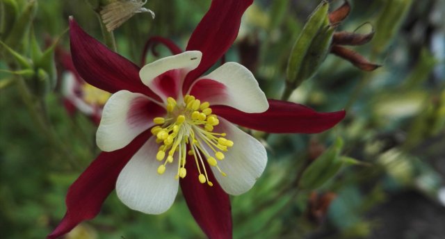 Uz Tulpju svētkiem Kirnas muižas parkā Igaunijā! Šarmantā Vīlande un Olustveres muiža - vieta, kur satiekas vēsture un elegance 