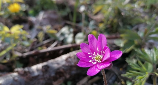 Lielie kapi un Čiekurkalns pavasarīgās noskaņās, Patiltes galerija un tirdziņš Čiekurkalna krustcelēs. Multimediālā izstāde Da Vinci Genius Vidzemes tirgū 