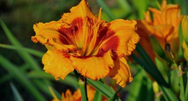 Amatciems-savrupmāju ciems Cēsu novadā. "Siļķes" - tēlnieku Jansonu dzimtas mājas/darbnīcas. Villa Santa Hotel- Cēsu novada Restorānu nedēļa. Piedzīvo Toskānu Ruckas muižas trauku veikalā!  ГАРАНТИРОВАННО