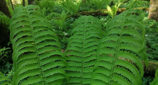 Diena Dunikas purvā un pilskalnos abpus robežai! 