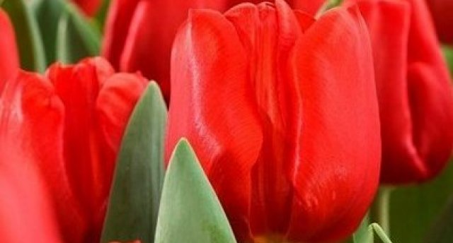 Trīs maija brīvdienu ceļojums kopā ar gidi Daigu - LIETUVAS AKCENTI - KAUŅA un Taurage - pavasara gaiši zaļajā plaukumā!