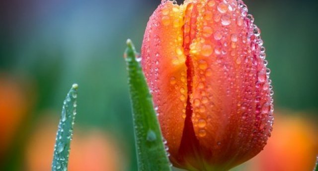 MĀMIŅDIENAS ekskursija - Ausekļu Dzirnavu pamatīgums un brokastis. Zied TULPES un pavasara puķītes RUNDĀLES PILS dārzā… GARANTĒTS