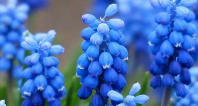 TIKŠANĀS VIETA - LATVIJA | dzirkstoša koncertprogramma TUKUMĀ un ekskursija - BULDUROS, Jūrmalā! ГАРАНТИРОВАННО